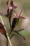 Narrowleaf primrose-willow